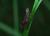Lypusa maurella