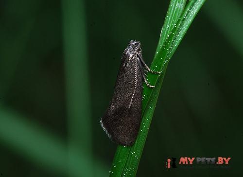 Lypusa maurella
