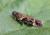 Caryocolum tricolorella