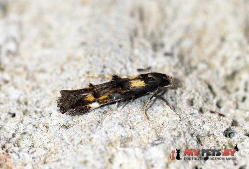 Mompha raschkiella