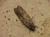 Carpatolechia notatella