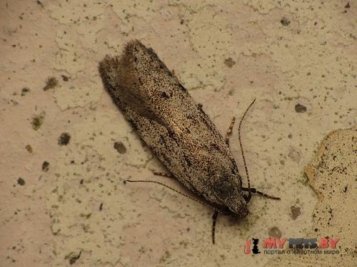 Carpatolechia notatella
