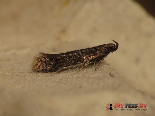 Scrobipalpa acuminatella