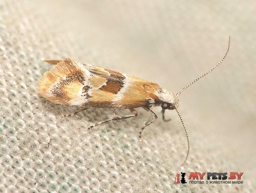 Epicallima mercedella