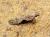 Hypatima rhomboidella