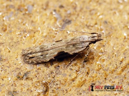 Hypatima rhomboidella