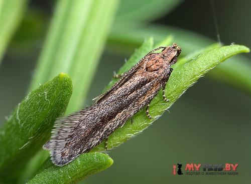 Mirificarma mulinella