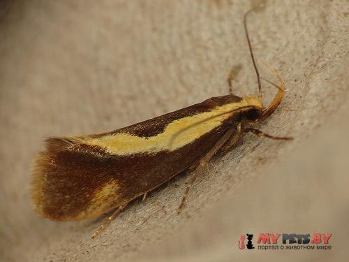 Harpella forficella