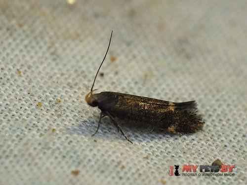 Stomopteryx flavipalpella