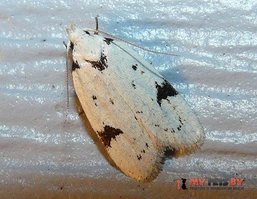 Inga sparsiciliella