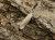Minetia criella