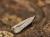 Eulamprotes helotella