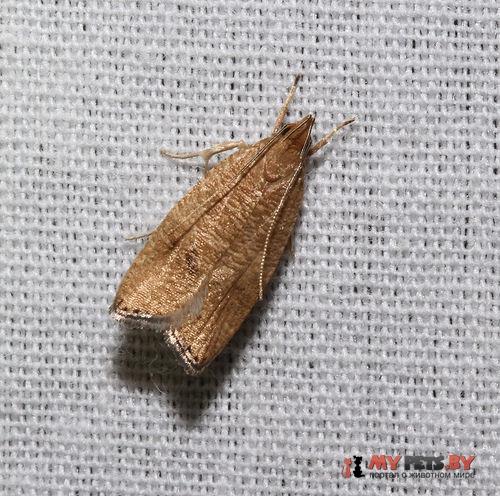 Psilocorsis quercicella