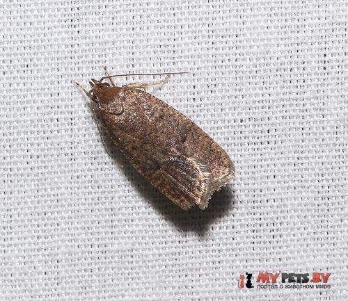 Psilocorsis reflexella