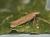 Sitotroga cerealella