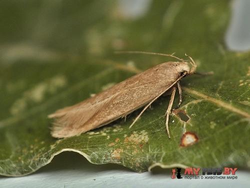 Sitotroga cerealella