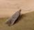 Monochroa arundinetella