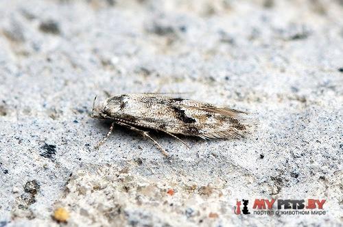 Stenolechia gemmella