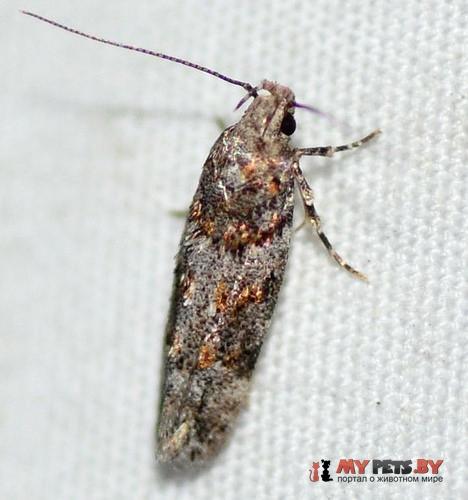Neotelphusa sequax