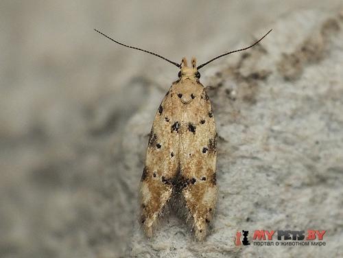 Pseudotelphusa occidentella