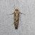Eupragia hospita