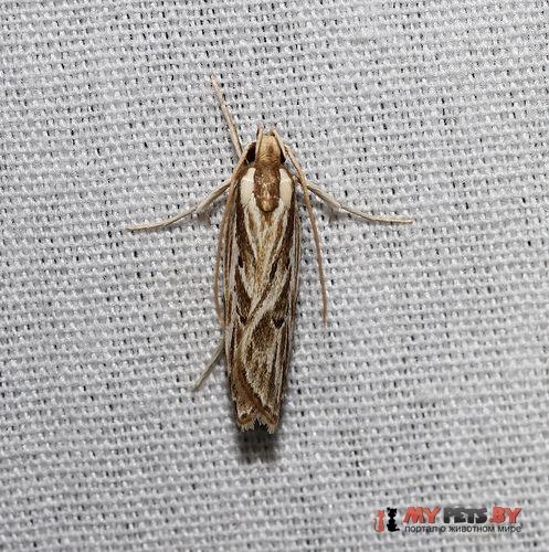 Eupragia hospita