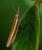 Pleurota aristella