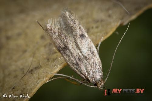 Borkhausenia nefrax