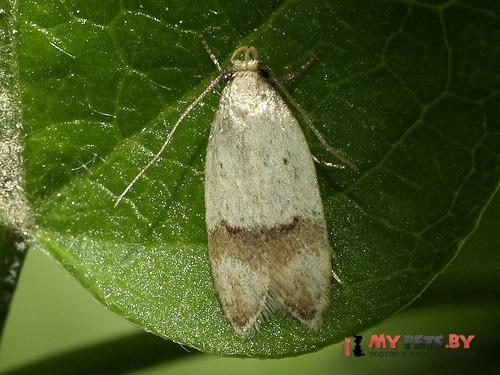 Odites kollarella