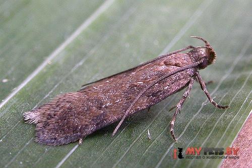 Chionodes distinctella