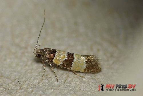 Goidanichiana jourdheuillella