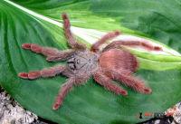 Tapinauchenius-gigas3