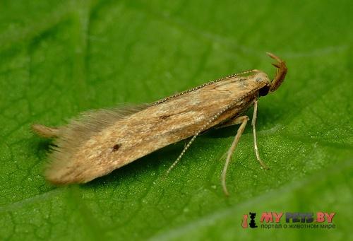 Metzneria lappella