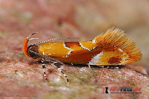 Epicallima formosella