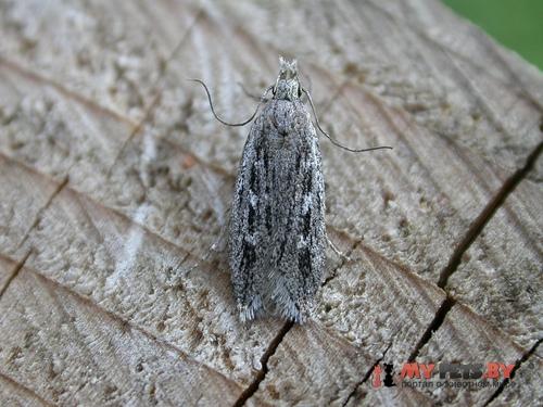 Gelechia sabinellus