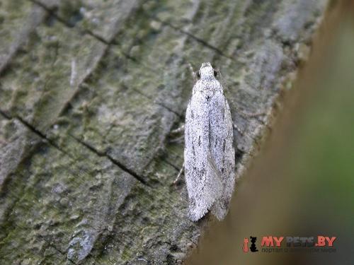 Teleiodes saltuum