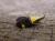Oecophora bractella