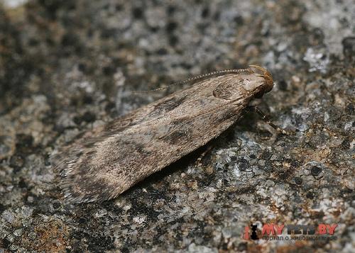 Pexicopia malvella