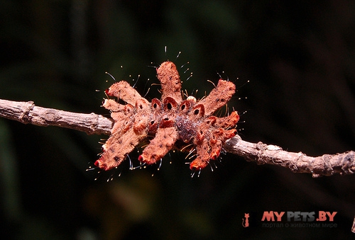Phobetron pithecium