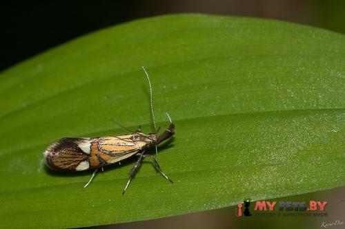 Alabonia staintoniella