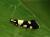 Eratophyes amasiella