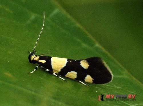Eratophyes amasiella
