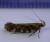 Aristotelia decoratella
