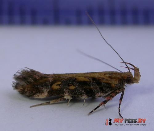 Aristotelia decoratella