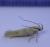 Stomopteryx detersella