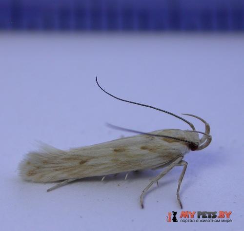 Stomopteryx detersella