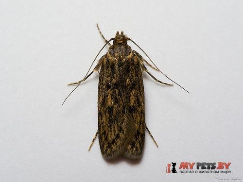 Hofmannophila pseudospretella