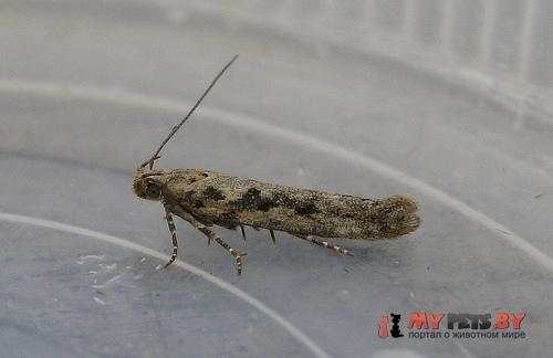 Scrobipalpa suaedella
