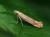 Isophrictis striatella