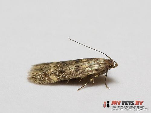 Bryotropha basaltinella